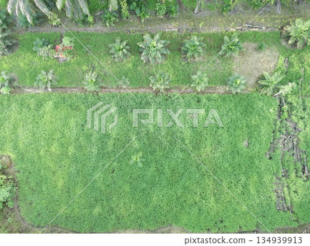 rice fields in the afternoon are very beautiful 134939913