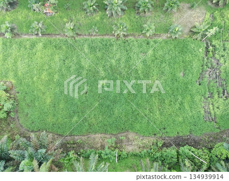 rice fields in the afternoon are very beautiful 134939914