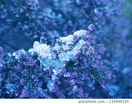 紫色融化的花朵 紫色融化的花朵 134940195