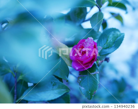Camellia camellia Camellia camellia 134940236