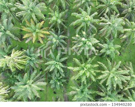Palm oil in the afternoon is used to make cooking oil 134940280