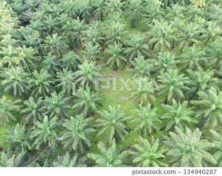 Palm oil in the afternoon is used to make cooking oil Palm oil in the afternoon is used to make cooking oil 134940287