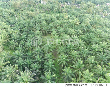 Palm oil in the afternoon is used to make cooking oil Palm oil in the afternoon is used to make cooking oil 134940291