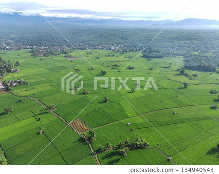 fertile and green rice fields in the afternoon fertile and green rice fields in the afternoon 134940543