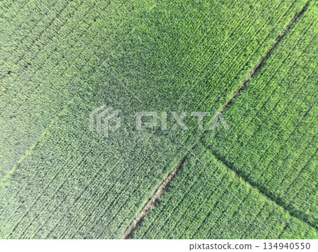 fertile and green rice fields in the afternoon 134940550