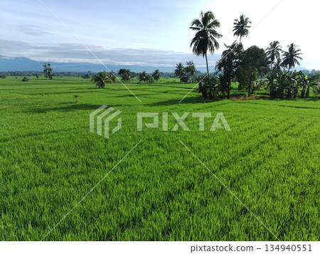 fertile and green rice fields in the afternoon fertile and green rice fields in the afternoon 134940551