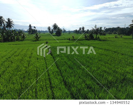 fertile and green rice fields in the afternoon 134940552