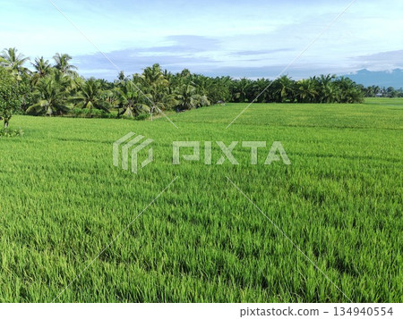 fertile and green rice fields in the afternoon 134940554