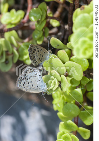 Yamato Shizimi 134940633