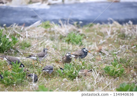 椋鳥尋找食物並進食 椋鳥尋找食物並進食 134940636
