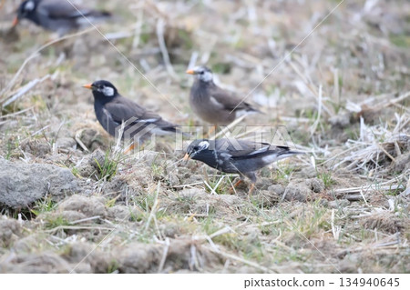 Starling searching for food and eating 134940645