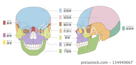 Color-coded anatomy of the skull from the front and side (for educational and medical use) Color-coded anatomy of the skull from the front and side (for educational and medical use) 134940667