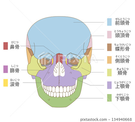 Frontal, color-coded anatomy of the skull (for educational and medical use) 134940668