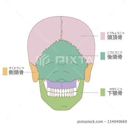 從後方觀察的頭骨彩色解剖圖(用於教育和醫療用途) 從後方觀察的頭骨彩色解剖圖(用於教育和醫療用途) 134940669