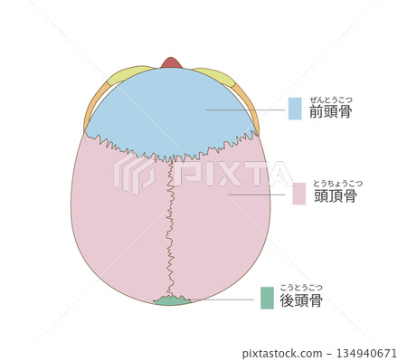 Top view, color-coded anatomy of the skull (for educational and medical use) 134940671