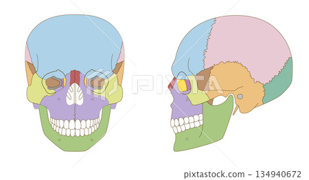 顱骨正面和側面彩色解剖圖（用於教育和醫療用途） 134940672