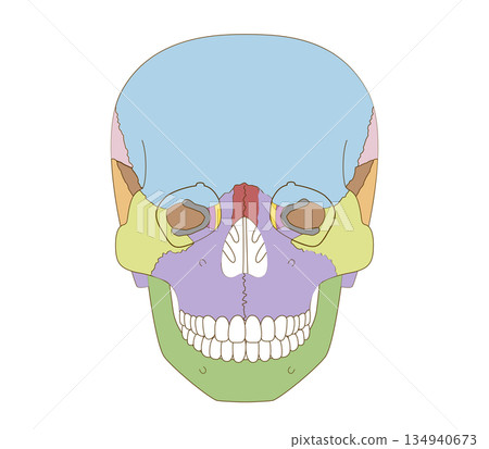 Frontal, color-coded anatomy of the skull for educational and medical use Frontal, color-coded anatomy of the skull for educational and medical use 134940673