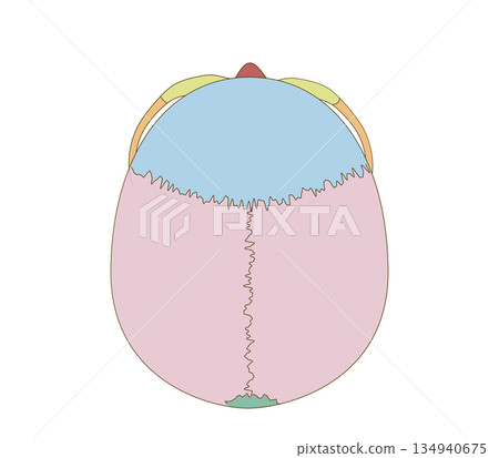 Top view, color-coded anatomy of the skull (for educational and medical use) 134940675