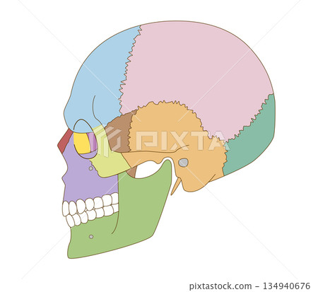 Color-coded lateral view of the skull anatomy for educational and medical use 134940676