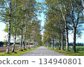 Tokachi white birch tree 134940801