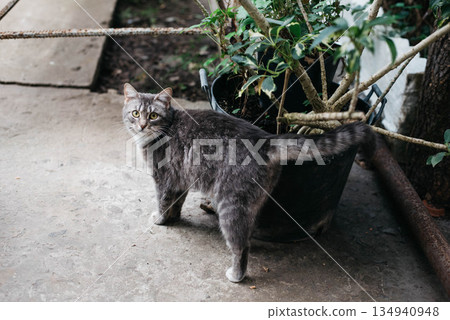 A cute tabby cat with a white breast and paws stands and looks at you.  134940948