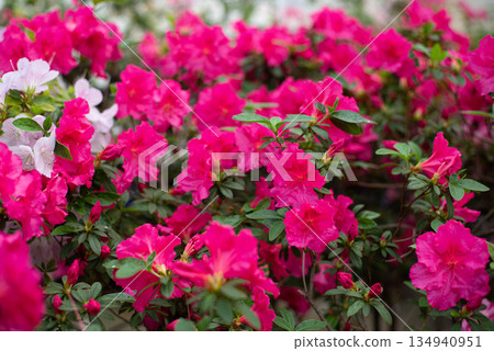 Blooming azaleas in the garden.  134940951