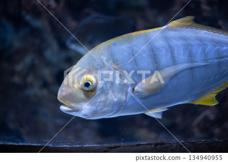 Golden trevally - Gnathanodon speciosus. Trevally close-up. Trevally fish in an aquarium.  134940955