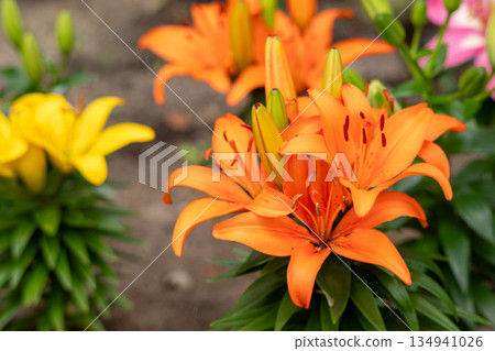 色彩艷麗的百合花 色彩艷麗的百合花 134941026