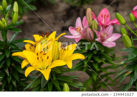色彩艷麗的百合花 色彩艷麗的百合花 134941027