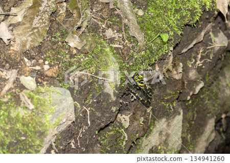 Mirun'yanma 134941260