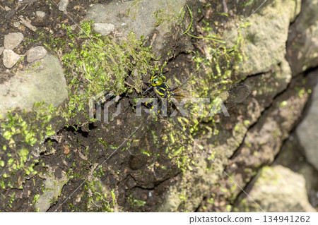 Mirun'yanma 134941262