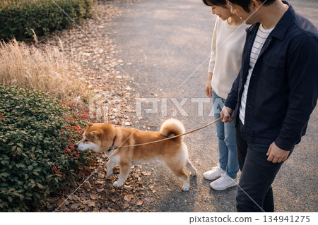 在公園散步，一隻小柴犬正在欣賞冬天的植物。 134941275