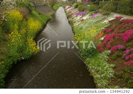Rape blossoms and moss pinks along the river in spring 134941292