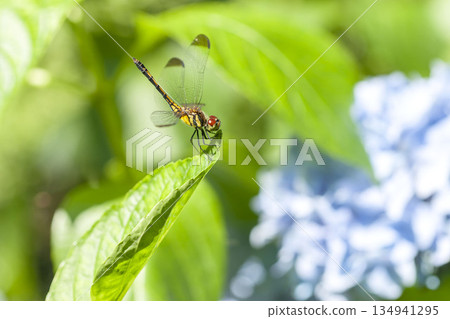 Nosimetombo 134941295