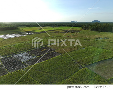 rice fields in the afternoon are very beautiful rice fields in the afternoon are very beautiful 134941328