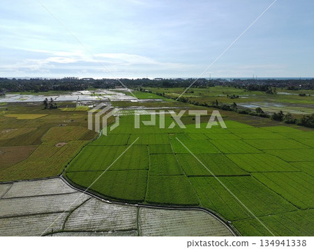rice fields in the afternoon are very beautiful 134941338
