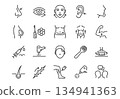Set of 20 minimalist linear beauty surgery icons. Vector monoline symbols of cosmetic procedures, plastic surgery, and aesthetic medicine on white background. 134941363