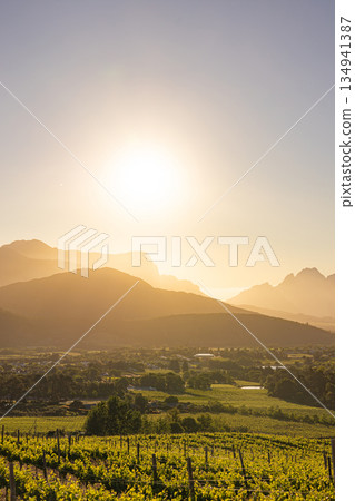 Vineyard landscape with mountains at sunset. Beautiful travel destination Vineyard landscape with mountains at sunset. Beautiful travel destination 134941387
