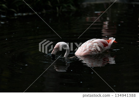 智利火烈鳥從水中浮現 134941388