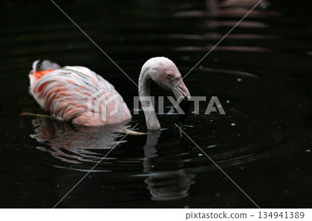 智利火烈鳥從水中浮現 智利火烈鳥從水中浮現 134941389