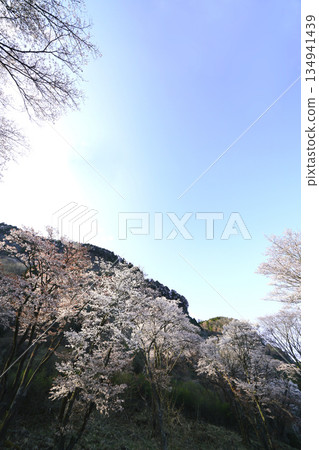 櫻花美景:碧玉岩,索尼村 櫻花美景:碧玉岩,索尼村 134941439