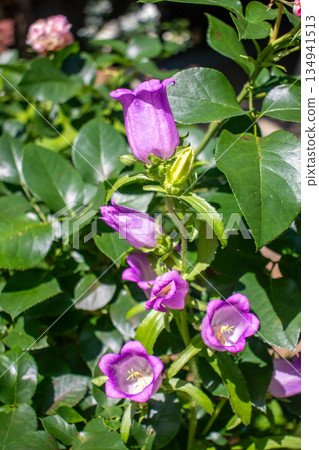 初夏花園 134941513