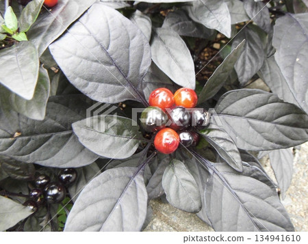 Ornamental pepper with red and black fruits 134941610