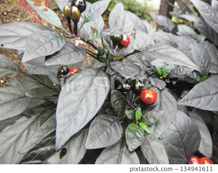 Ornamental pepper with red and black fruits 134941611