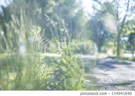 清新的綠意與初夏的騎乘形象（蒜山高原） 134941690