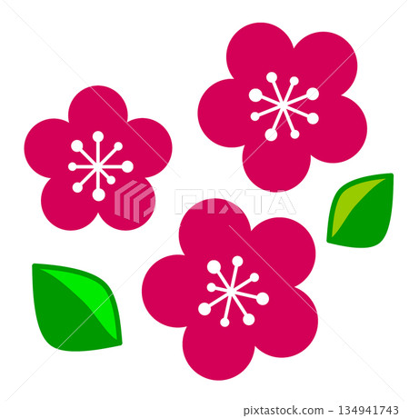 Illustration of plum blossoms blooming beautifully in spring 134941743
