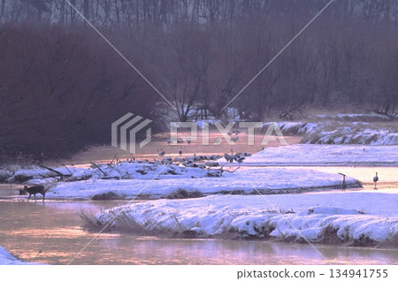 卡特彼勒棲息 134941755