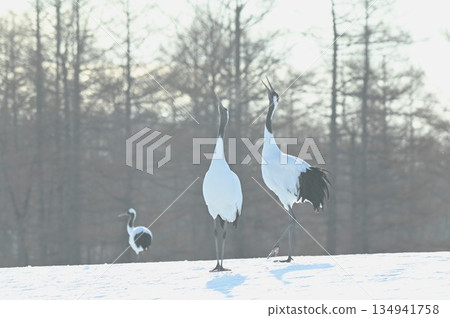 兩隻丹頂鶴並肩而立 134941758