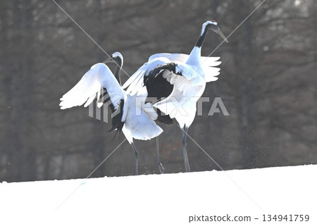 兩隻丹頂鶴在跳舞 134941759