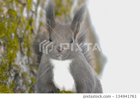 Ezolith吃核桃 134941761